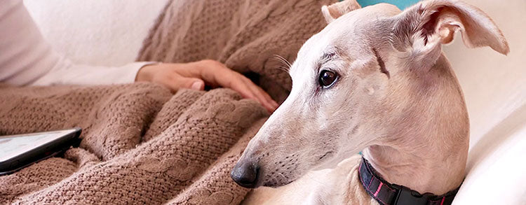 Caring for Greyhounds with Corns: Tips & Advice