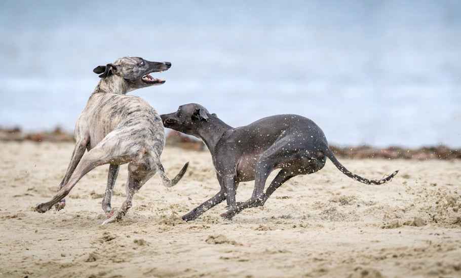 Understanding Your Whippet's Exercise Needs