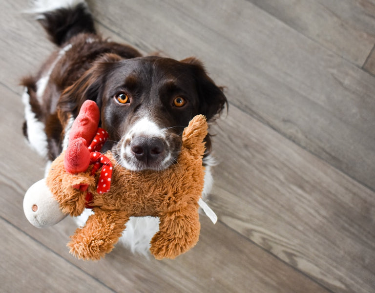 Whip Up Fun: DIY Dog Toys and Treats for Your Dog