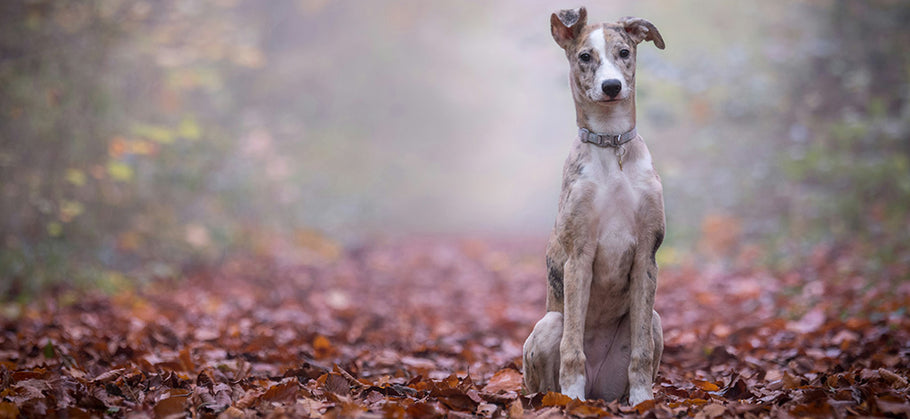 What Is A Lurcher?