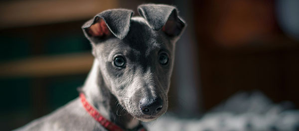 The Irresistible Charm of Whippet Puppies