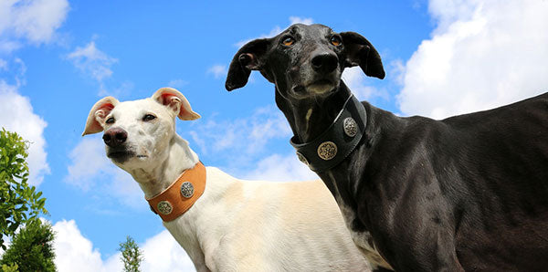 A Comparison Between Sighthound breeds in Brief