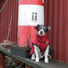 Load image into Gallery viewer, red dogcoat on jack russell