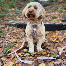 Load image into Gallery viewer, Disney Dogs Collection: Harnesses / Collars / Leads