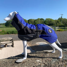 Load image into Gallery viewer, drydogs blaze greyhound coat in blue