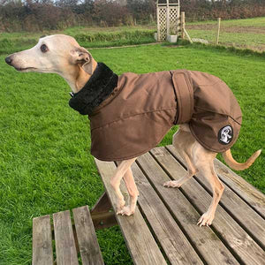 chocolate brown ofira whippet coat from drydogs