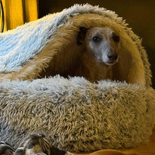 Load image into Gallery viewer, Freddie the whippet inside his snuggly drydogs cove bed