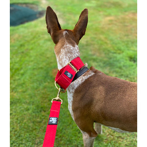 podenco wearing matching martingale collar and lead from drydogs