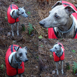 Iggy whigget wearing his new red raincoat with reflective strips.