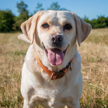 Load image into Gallery viewer, Magnetic Lock Quick-Fit Collars / Leads