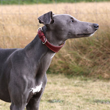 Load image into Gallery viewer, A gray whippet standing outdoors in a grassy field, wearing an oxblood leather collar with silver hardware.