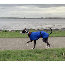 Load image into Gallery viewer, Zeus the whippet in one of our whippet coats. Royal bue 
