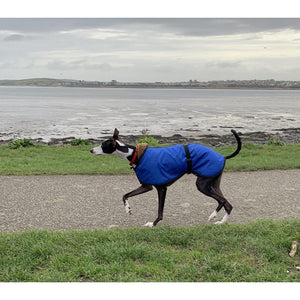 Zeus the whippet in one of our whippet coats. Royal bue 