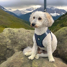 Load image into Gallery viewer, Reflective dog harnesses made from neoprene