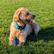 Load image into Gallery viewer, A fluffy light brown dog lying on green grass, wearing a bright blue collar and holding a blue textured toy.