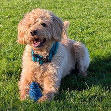 Load image into Gallery viewer, A small fluffy tan dog lying on green grass outdoors, wearing a bright teal collar and holding a blue textured toy.