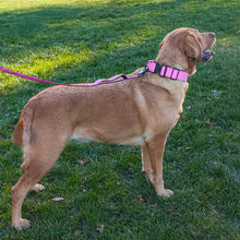Load image into Gallery viewer, A golden retriever standing on green grass wearing a bright pink collar with a matching pink leash attached.