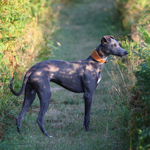 Load image into Gallery viewer, A greyhound dog standing on a grassy path outdoors, wearing a bright orange collar.