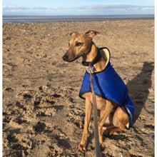 Load image into Gallery viewer, Archie the whippet on the beach in his waterproof, fleece lined whippet coat by drydogs