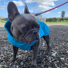 Load image into Gallery viewer, French bulldog coat