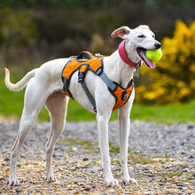 Load image into Gallery viewer, Escape Proof Greyhound & Whippet Harness – 3 Strap
