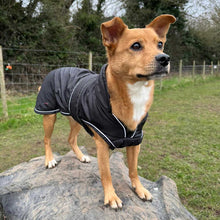 Load image into Gallery viewer, A brown and white dog standing on a large rock in an outdoor grassy field, wearing a black dog coat with white piping.