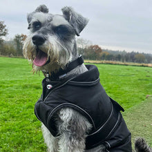 Load image into Gallery viewer, A gray and white scruffy dog wearing a black insulated dog coat with white piping, sitting in a grassy park under an overcast sky.