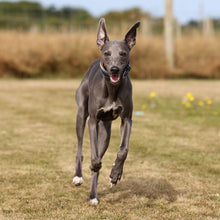 Load image into Gallery viewer, A greyhound dog running in a grassy field, wearing a dark collar.