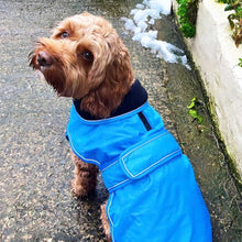 Load image into Gallery viewer, A small brown dog wearing a bright blue waterproof coat with white piping, standing outdoors on a wet paved surface next to a white wall with some snow and greenery.
