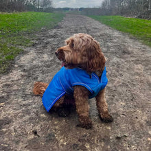 Load image into Gallery viewer, A brown dog wearing a bright blue waterproof jacket sits on a muddy dirt path in a grassy outdoor field.