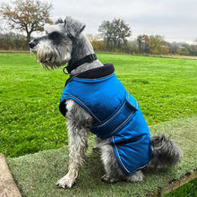 Load image into Gallery viewer, A gray and white Schnauzer dog sitting on artificial grass in a park, wearing a bright blue dog coat with black trim.