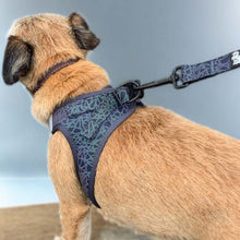 Load image into Gallery viewer, Reflective dog harnesses made from neoprene on border terrier