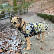 Load image into Gallery viewer, built in harness coat on border terrier