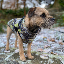 Load image into Gallery viewer, border terrier dog coat with harness
