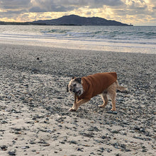 Load image into Gallery viewer, dog jumper for use with harness