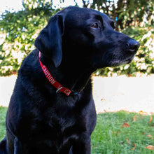 Load image into Gallery viewer, A black dog wearing a red collar with the words 'CAUTION', sitting outdoors on grass with trees in the background.