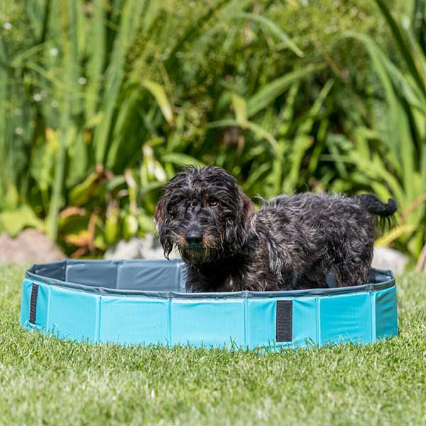 Dog Paddling pool