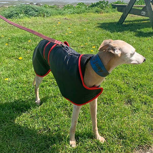 Vetra Warm Sighthound Coat with Zip