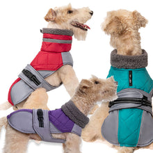 Load image into Gallery viewer, red purple or green dog fashion wear