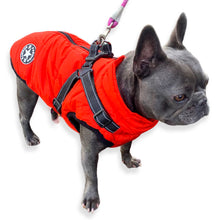 Load image into Gallery viewer, French bulldog winter jacket with built in harness