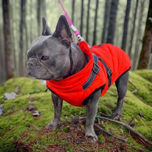 Load image into Gallery viewer, Frenchy in winter dog coat with harness