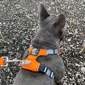 frenchy wearing drydogs harness