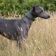 Load image into Gallery viewer, A gray dog standing in a field of dry grass, wearing an olive green collar.
