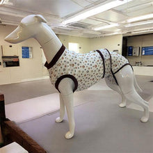 Load image into Gallery viewer, whippet recovery suit for post surgery