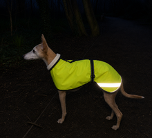 Load image into Gallery viewer, Whippet Dog wearing a bright yellow reflective coat in the dark