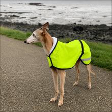Load image into Gallery viewer, Whippet dog wearing a bright yellow reflective coat standing on a path near a body of water.