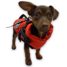 Load image into Gallery viewer, jack-russell-coat-with-harness