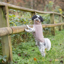 Load image into Gallery viewer, Norwood Pullover Knitted Dog Jumper