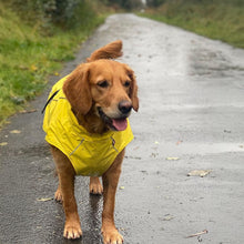 Load image into Gallery viewer, Labrador Dog wearing a yellow raincoat on a wet road