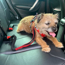 Load image into Gallery viewer, dog car seat belt connection with bungee - border terrier